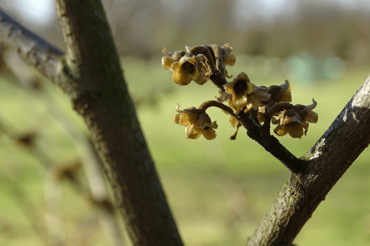 Śląski Ogród Botaniczny w Radzionkowie