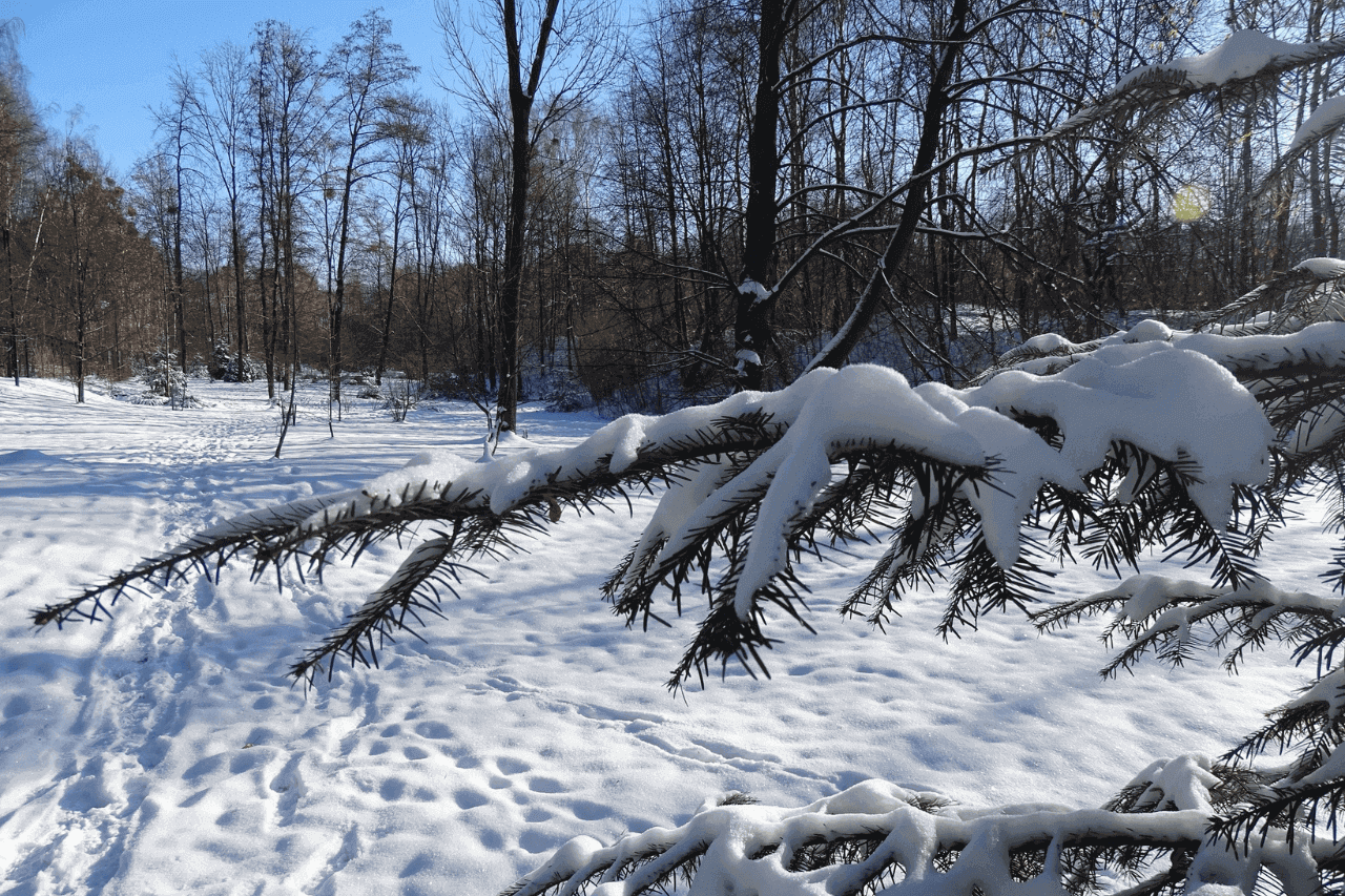 Śląski Ogród Botaniczny w Radzionkowie