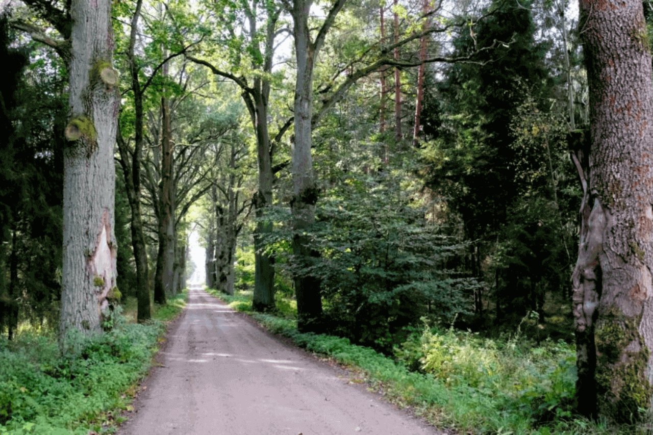 Aleja dębów w Kaletach