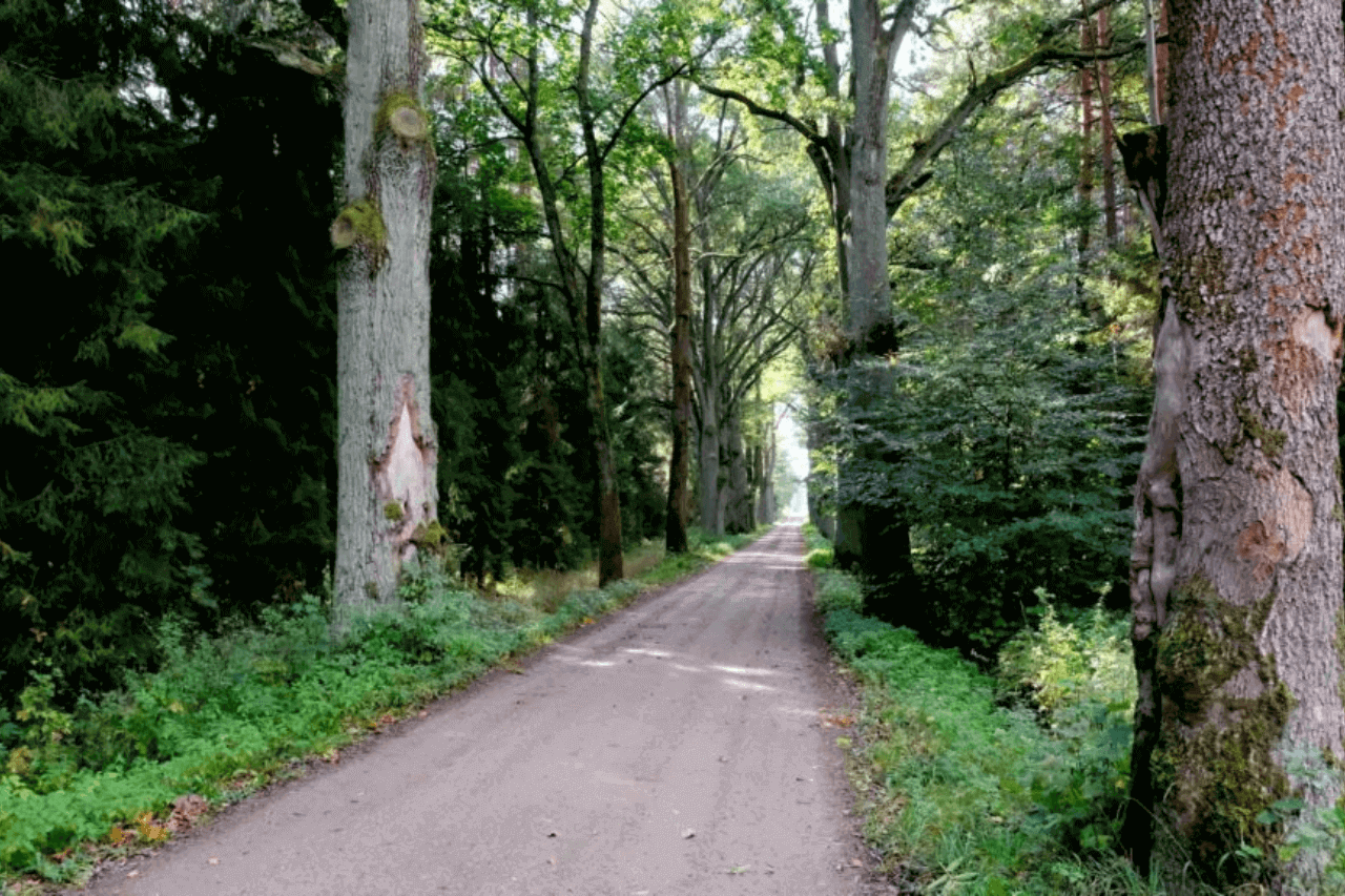 Aleja dębów w Kaletach