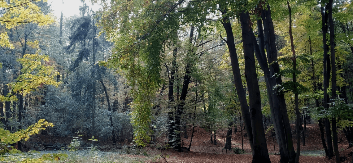 Park Miejski w Tarnowskich Górach 12