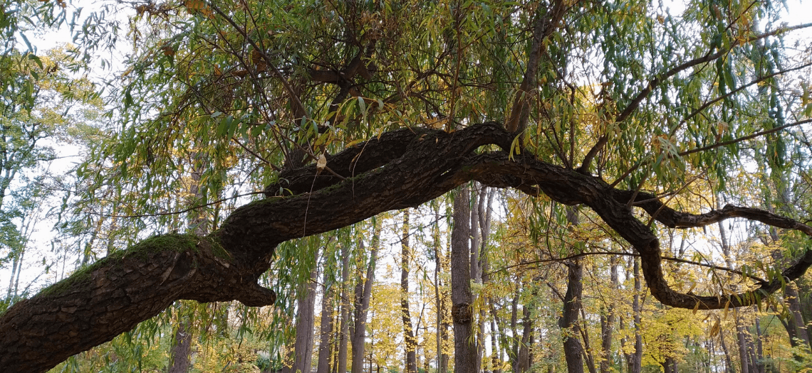 Park Miejski w Tarnowskich Górach 1