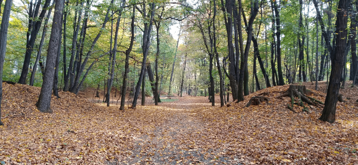 Park Miejski w Tarnowskich Górach 4