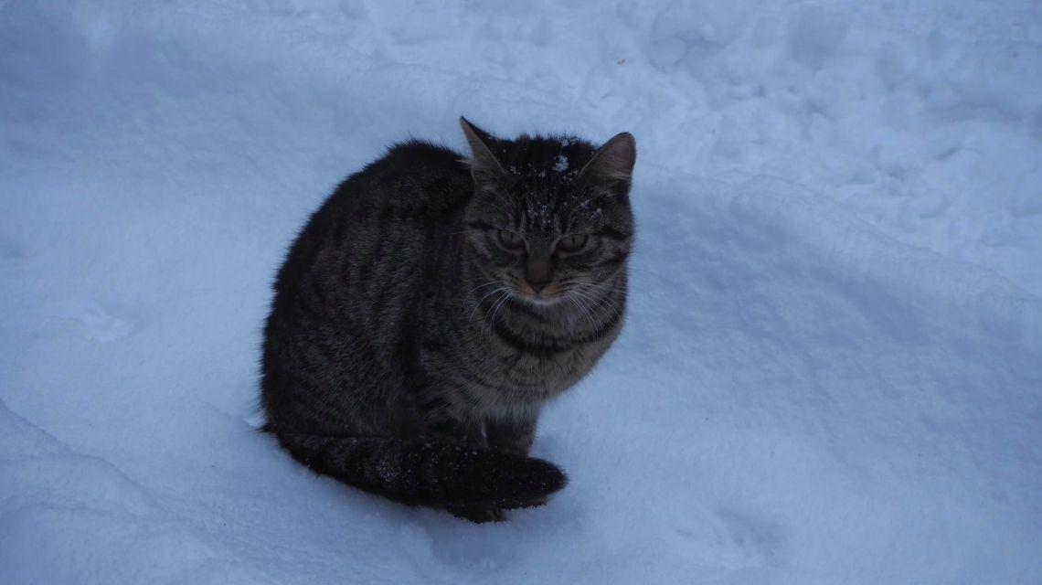 Tarnowskie gory cichy kat