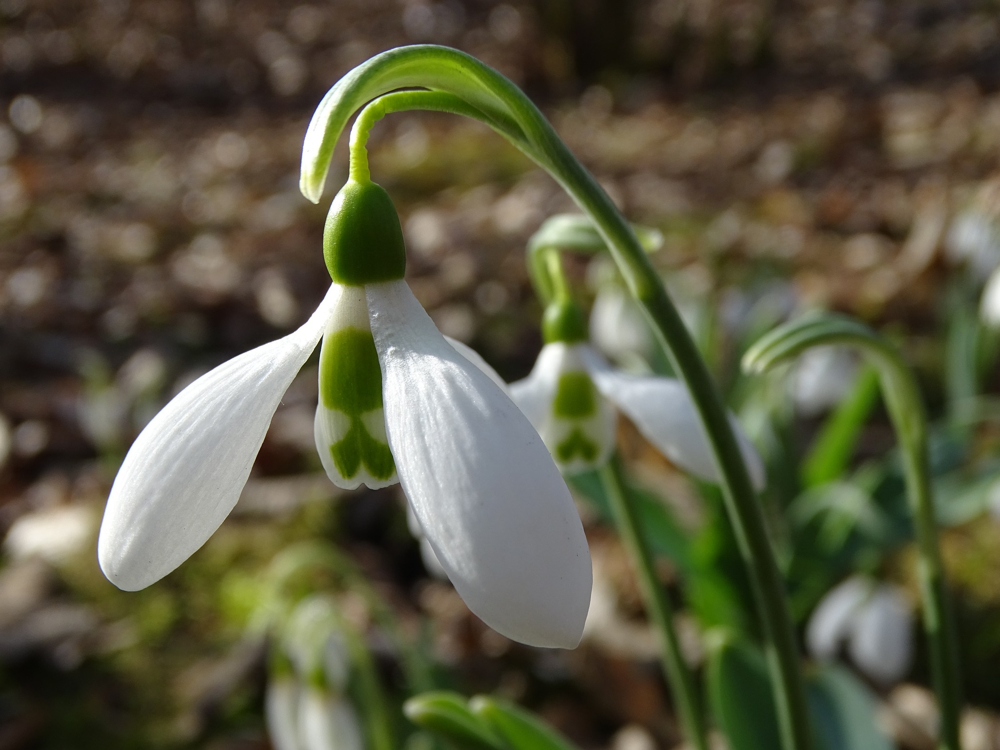 Śląski Ogród Botaniczny w Radzionkowie