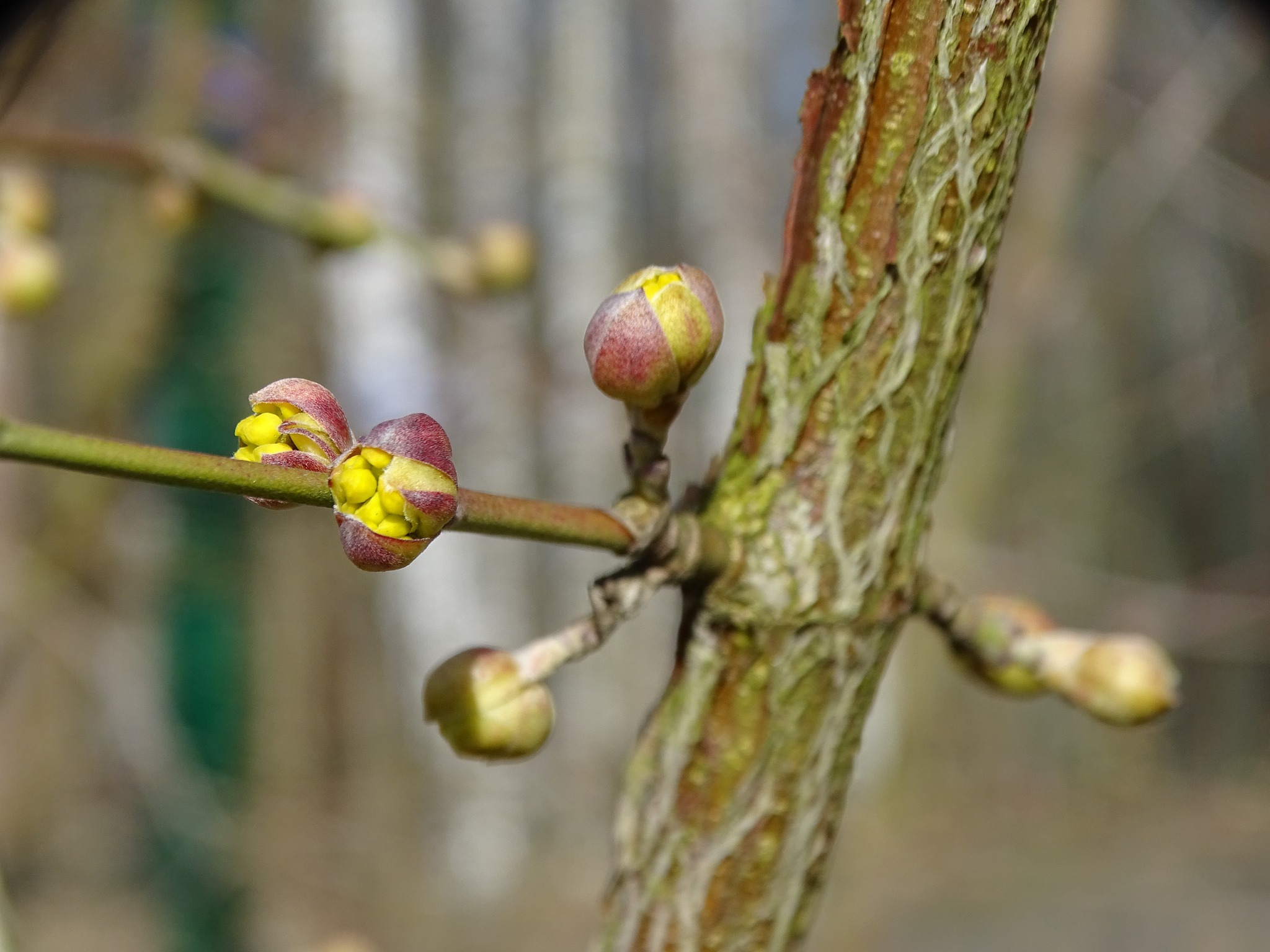 Śląski Ogród Botaniczny w Radzionkowie