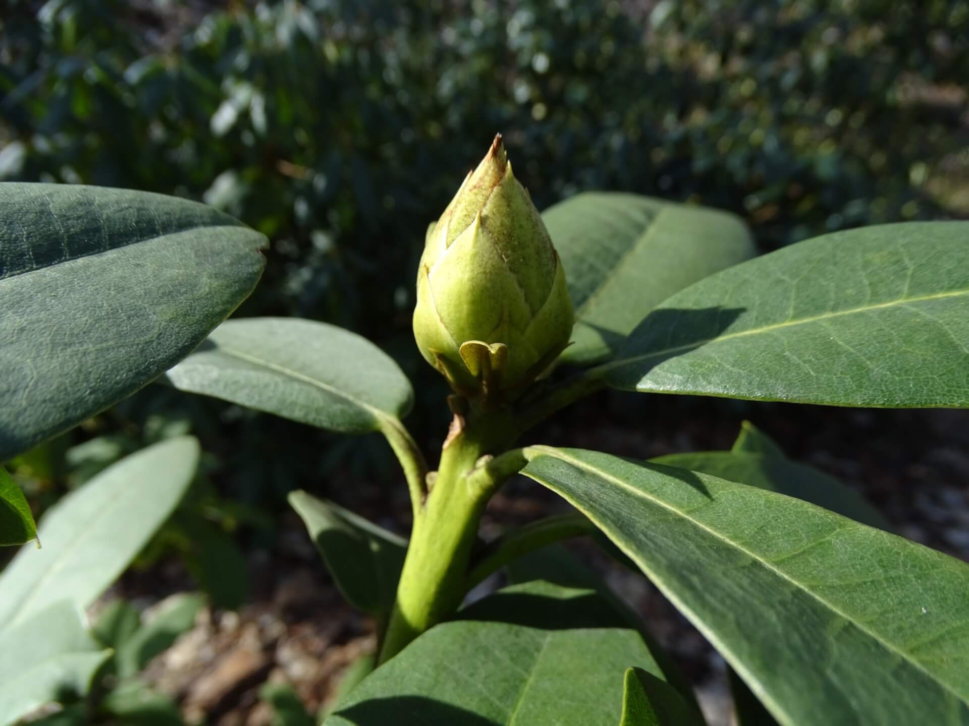 Śląski Ogród Botaniczny w Radzionkowie