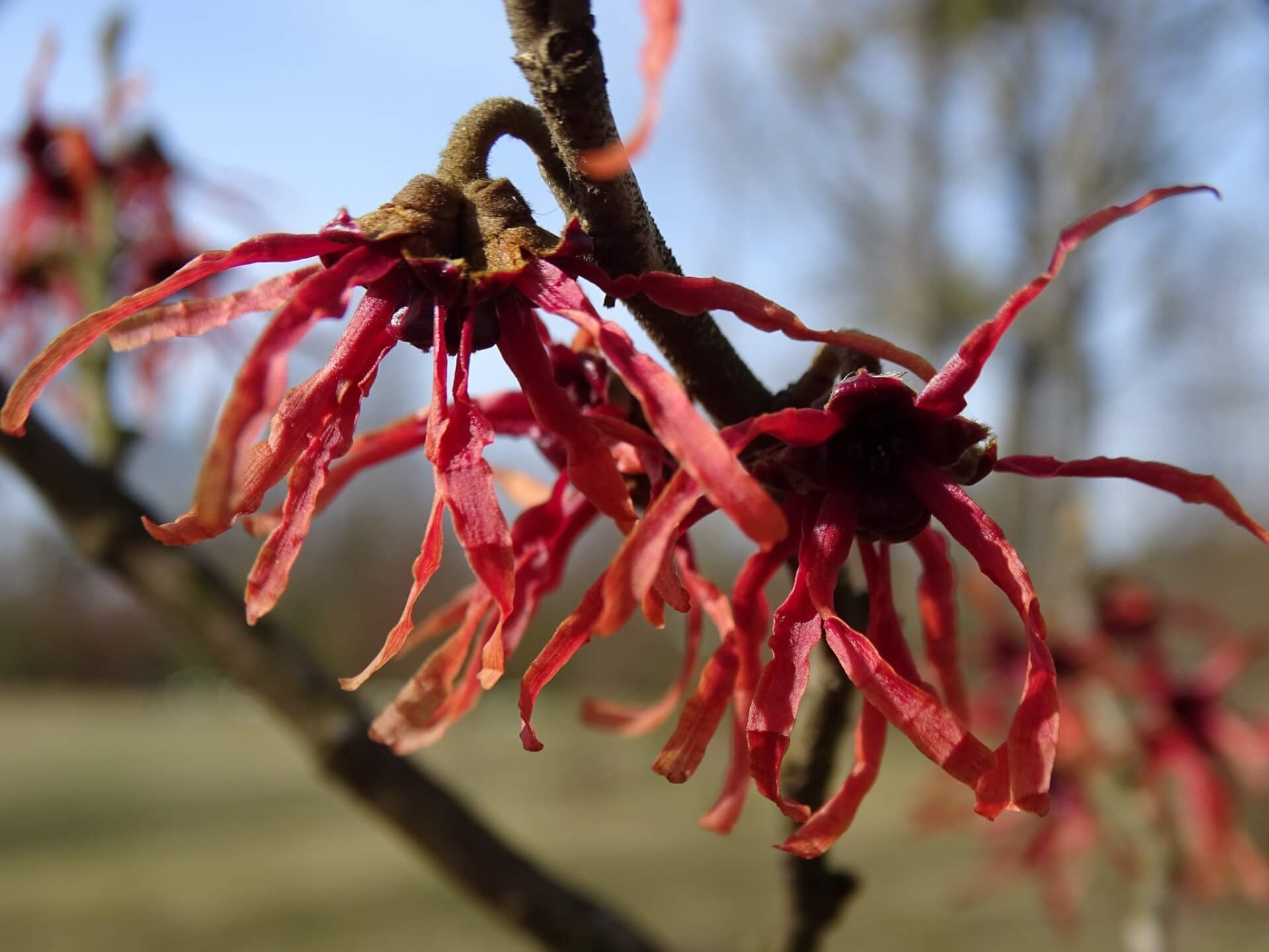 Śląski Ogród Botaniczny w Radzionkowie