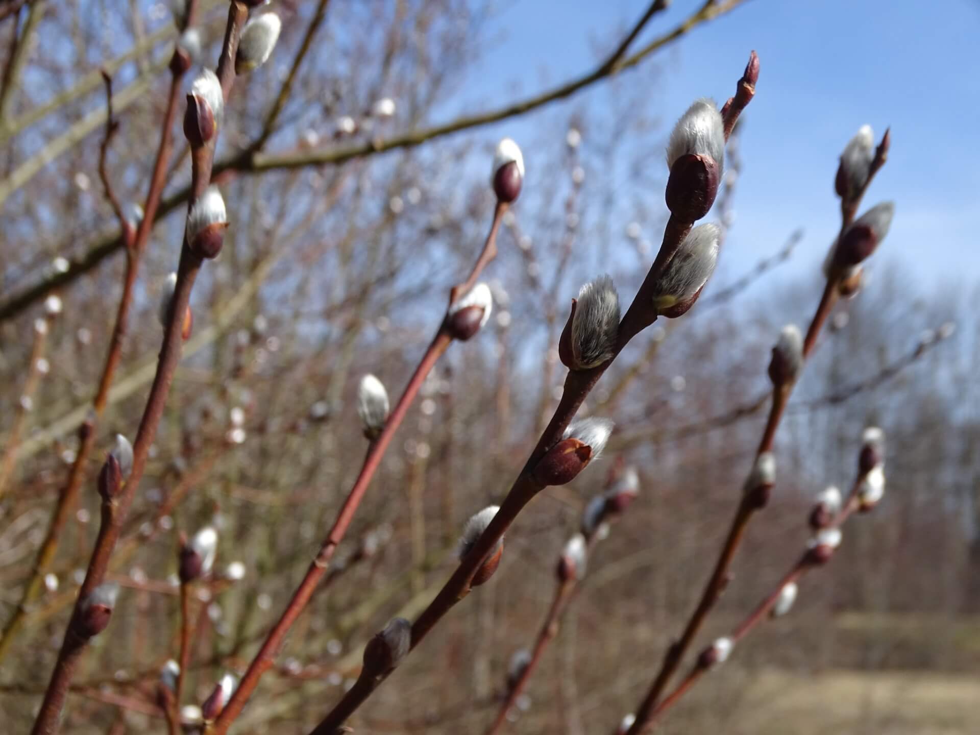 Śląski Ogród Botaniczny w Radzionkowie