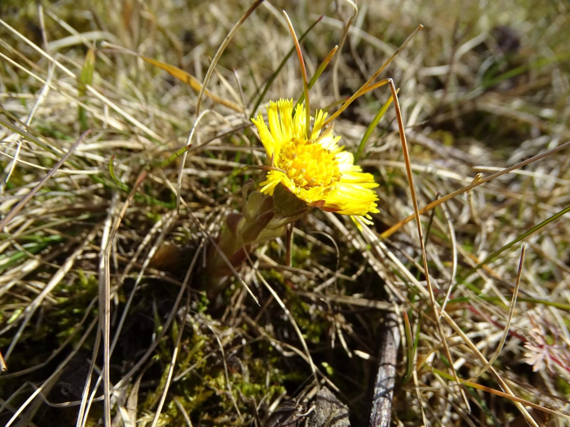 Śląski Ogród Botaniczny w Radzionkowie