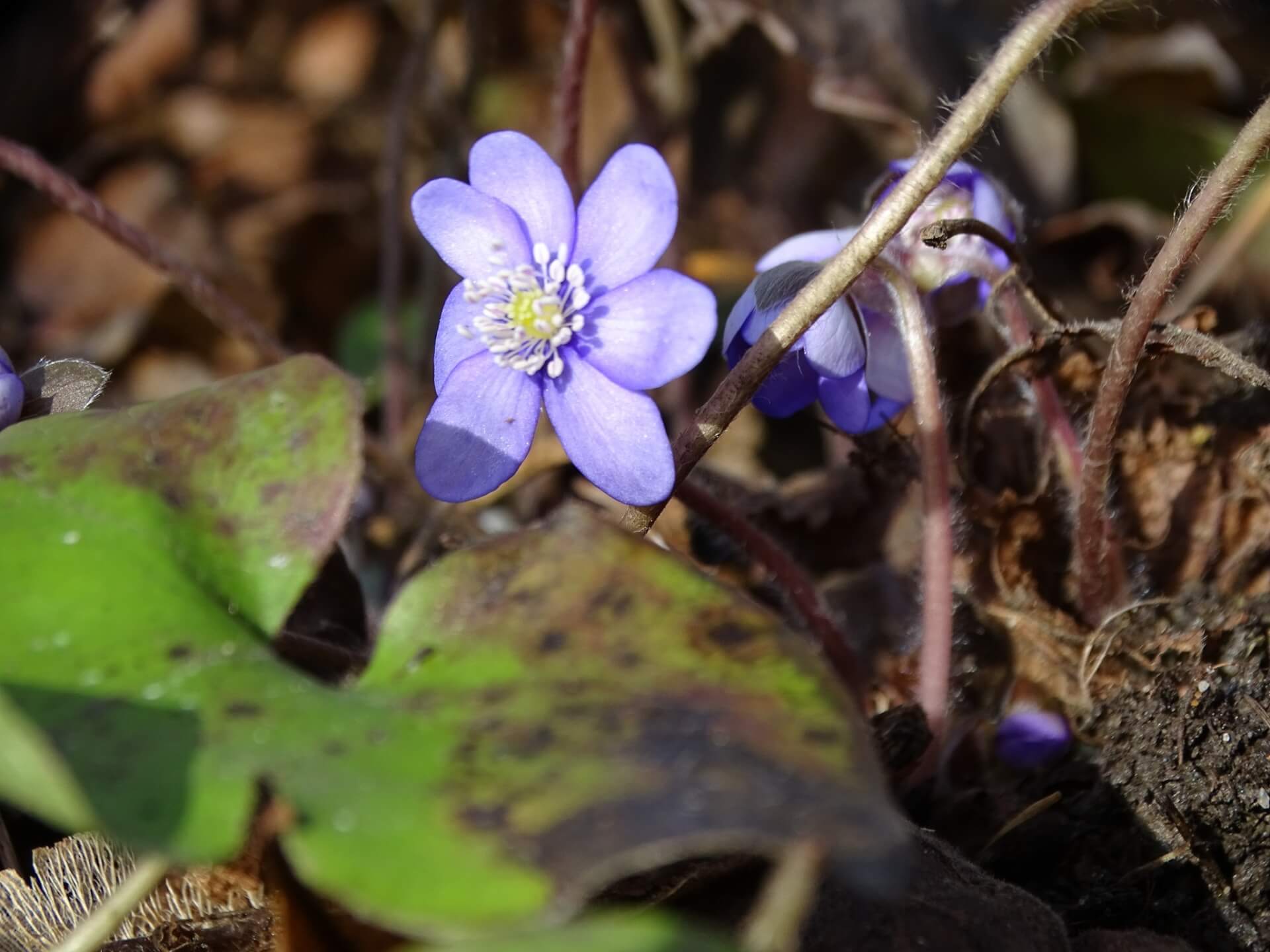 Śląski Ogród Botaniczny w Radzionkowie