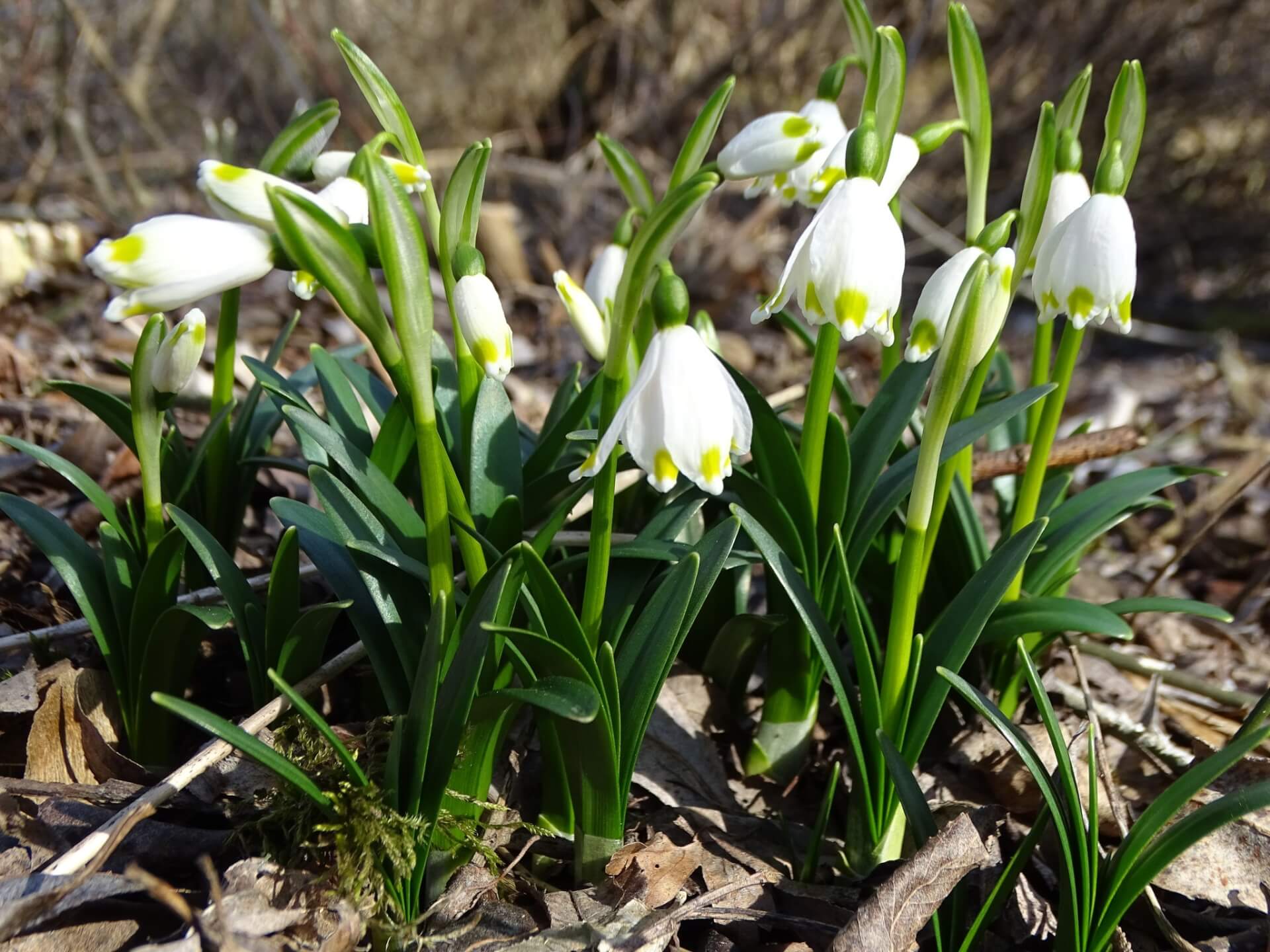 Śląski Ogród Botaniczny w Radzionkowie