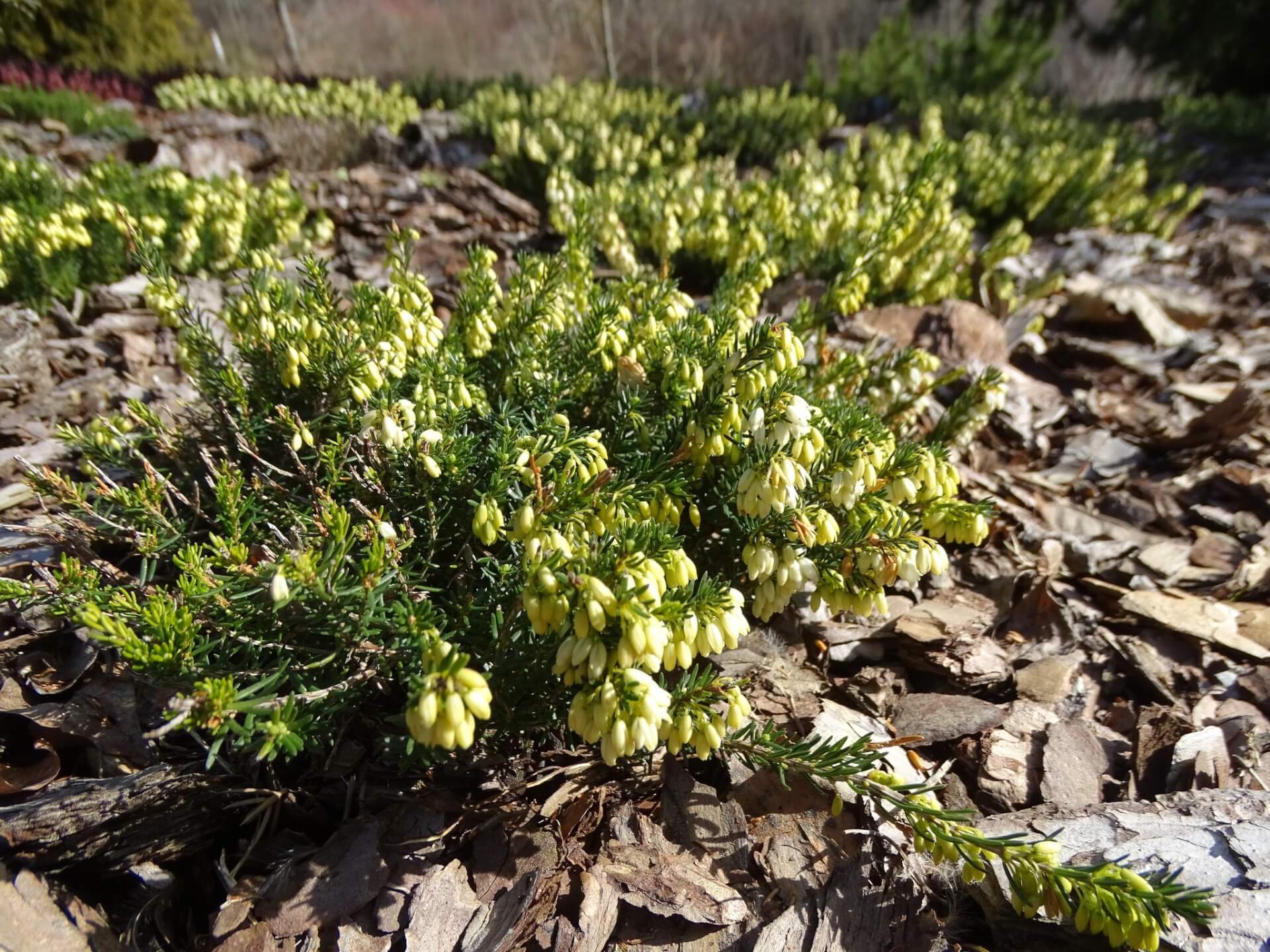 Śląski Ogród Botaniczny w Radzionkowie