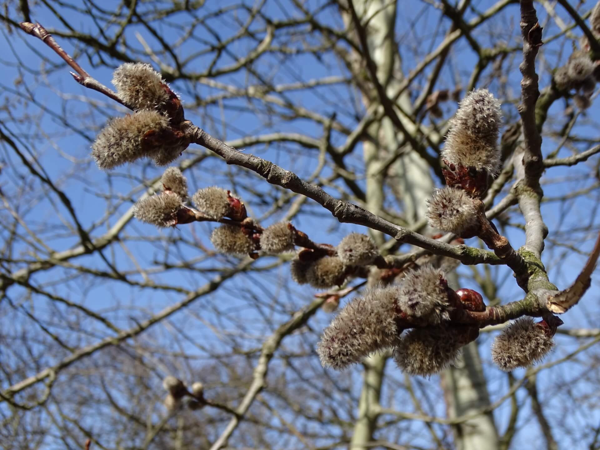 Śląski Ogród Botaniczny w Radzionkowie