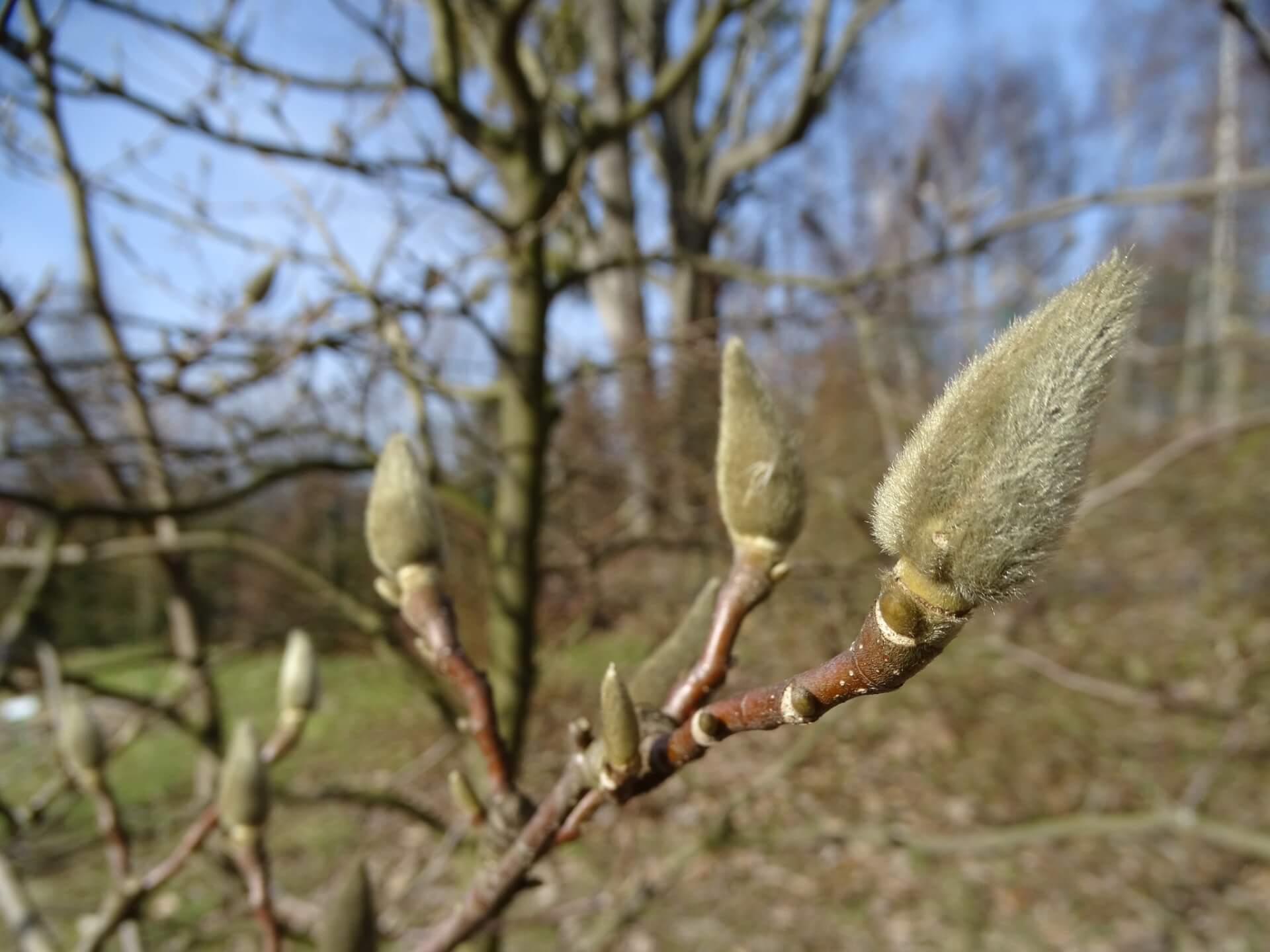 Śląski Ogród Botaniczny w Radzionkowie