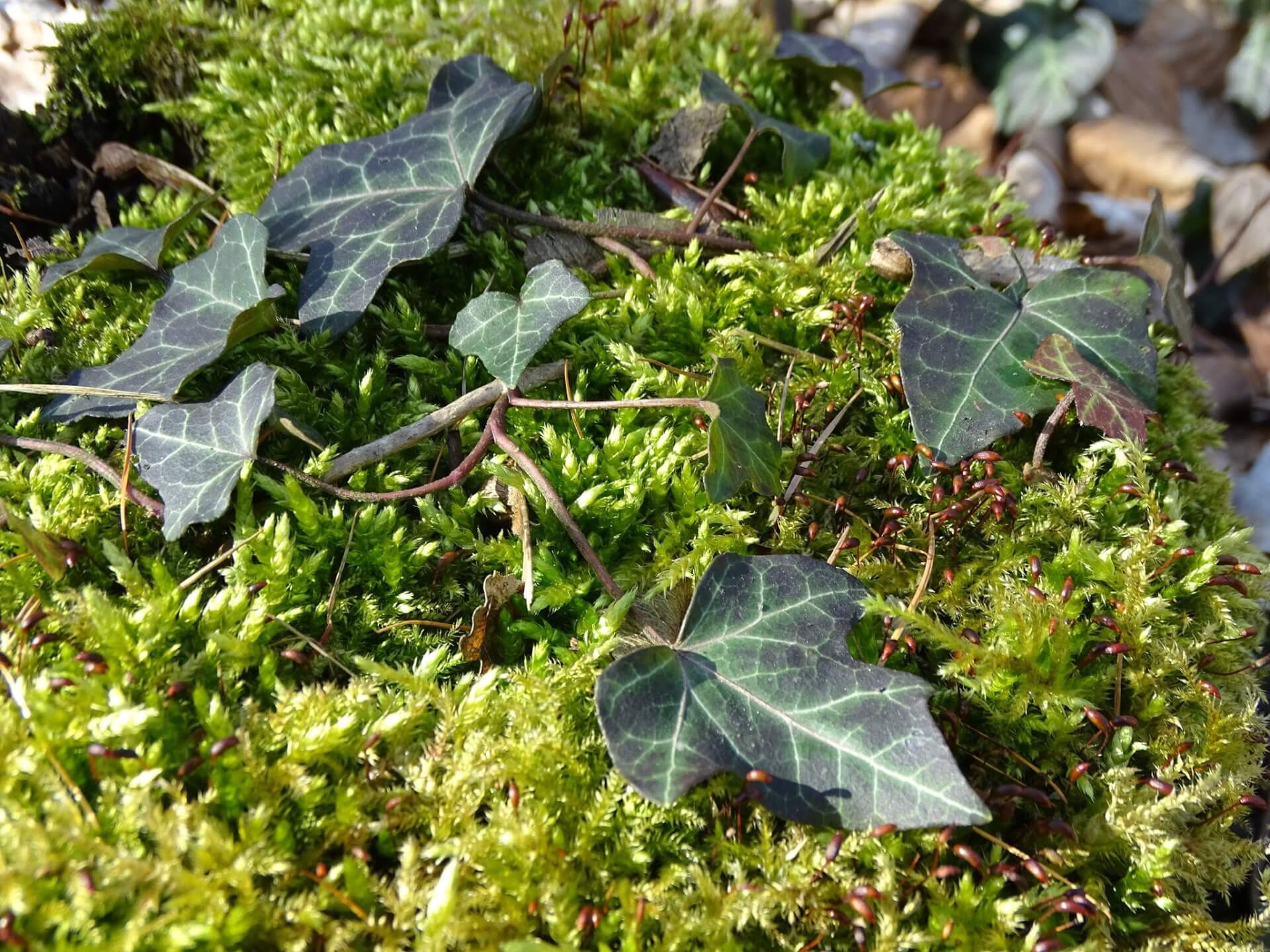 Śląski Ogród Botaniczny w Radzionkowie