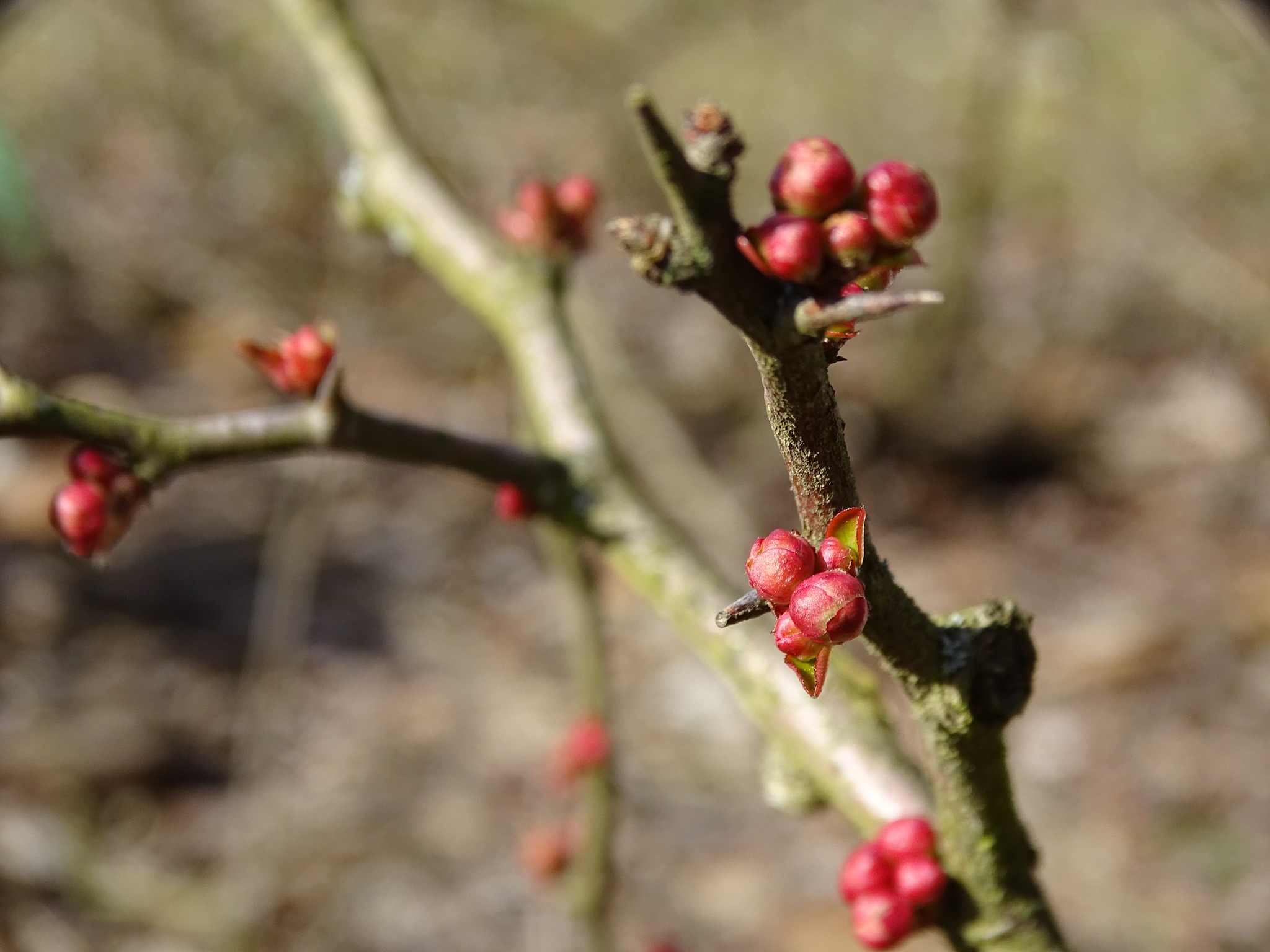 Śląski Ogród Botaniczny w Radzionkowie