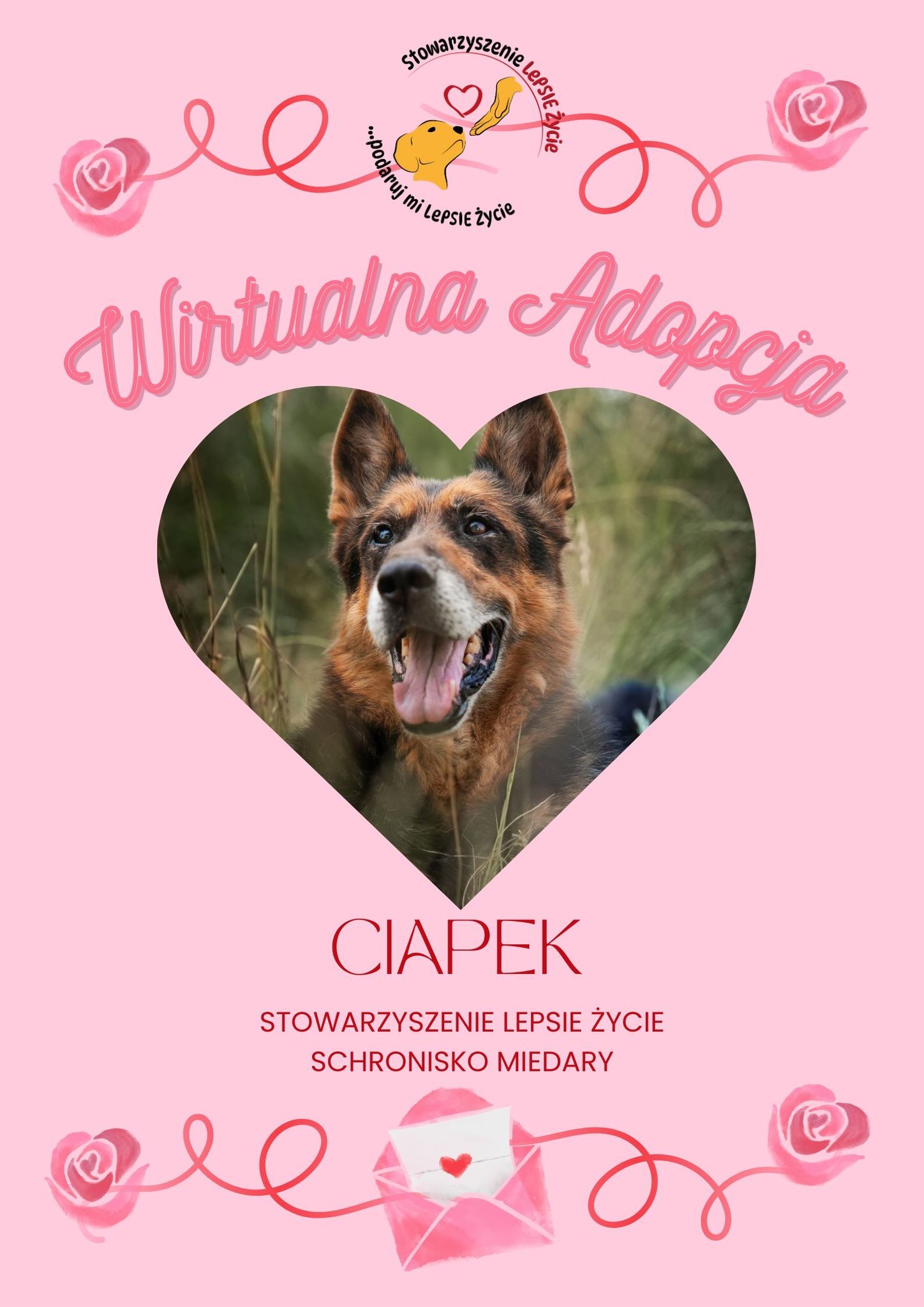 Walentynkowa edycja wirtualnej adopcji w Miedarach