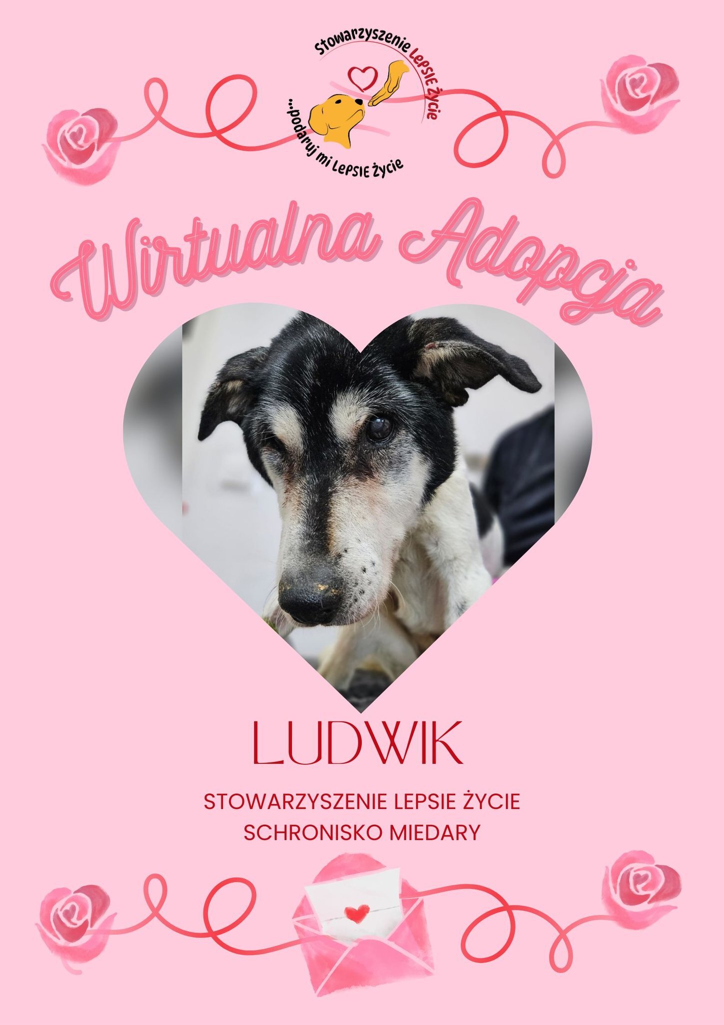 Walentynkowa edycja wirtualnej adopcji w Miedarach